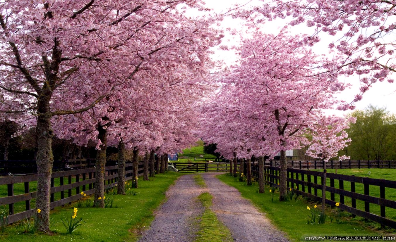 Spring Wallpaper Widescreen | Free Hd Wallpapers