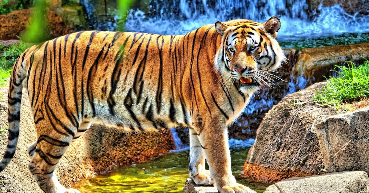 vahşi kaplan resimleri , fotoğrafı , wallpaper , duvar kağıdı