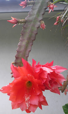 cactus orquídea epiphyllum - vermelha