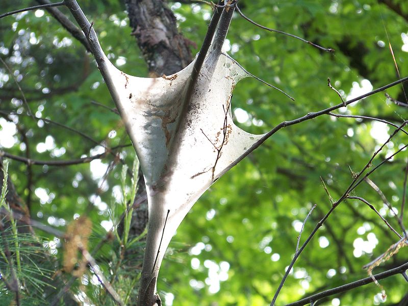 Ozarks Gardening Tent Caterpillars Pitch Their Tents