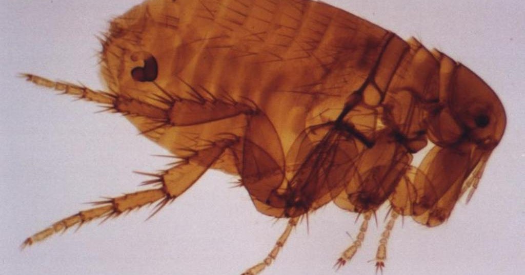 Amazing AreBan Chigoe Flea or Jigger