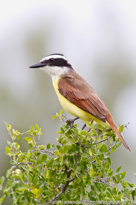 salineno mature singles Estero has become perhaps the single best spot in the valley for the last few years the salineno feeders are pretty reliable for all three orioles (altamira,. salineno mature singles Estero has become perhaps the single best spot in the valley for the last few years the salineno feeders are pretty reliable for all three orioles (altamira,.
