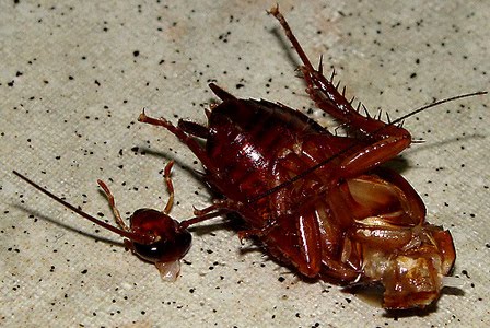 Diego Braghi: Headless Cockroaches Can Live Up To Nine Days