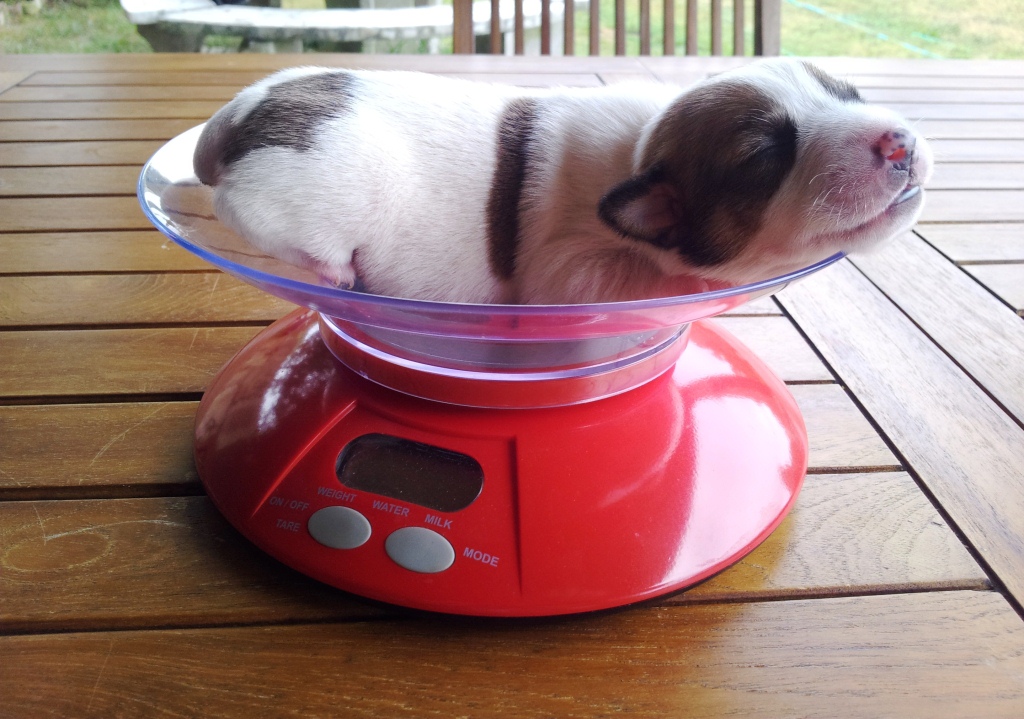 Jack Russell Puro Terrier Evolución del peso de los cachorros