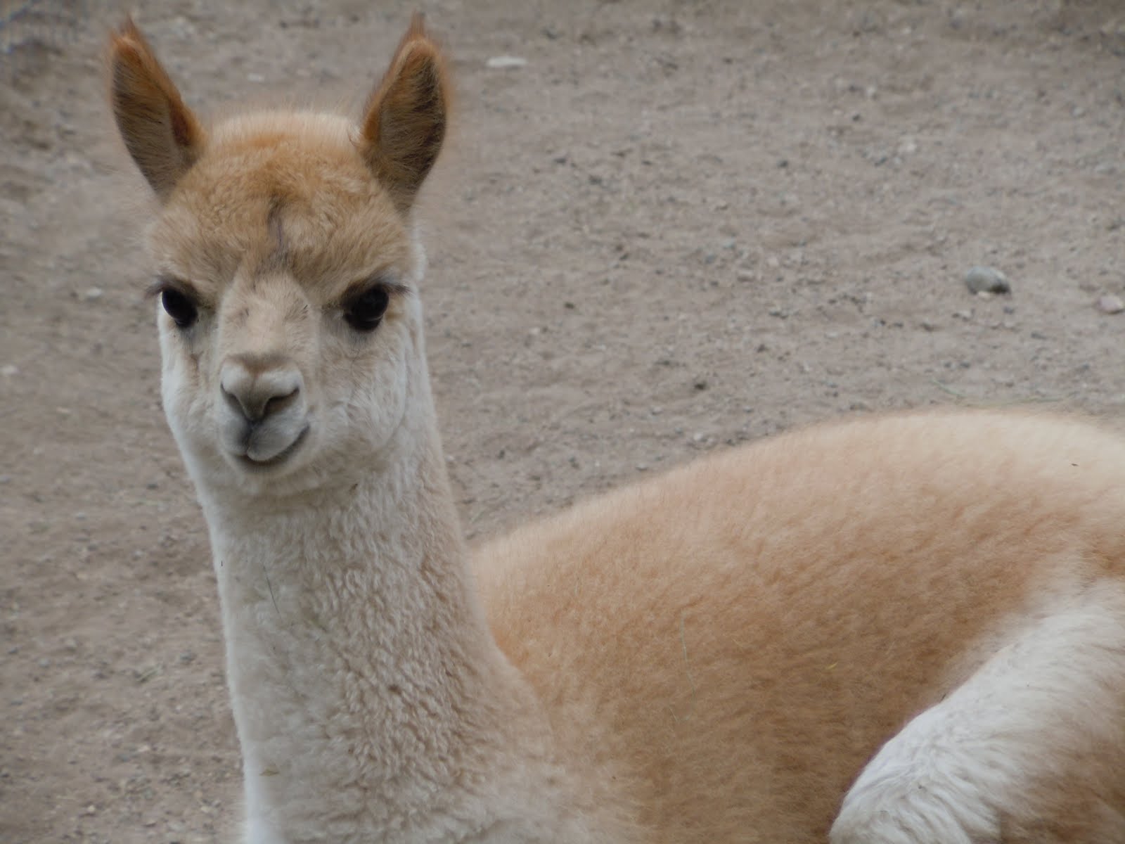 baby vicuna