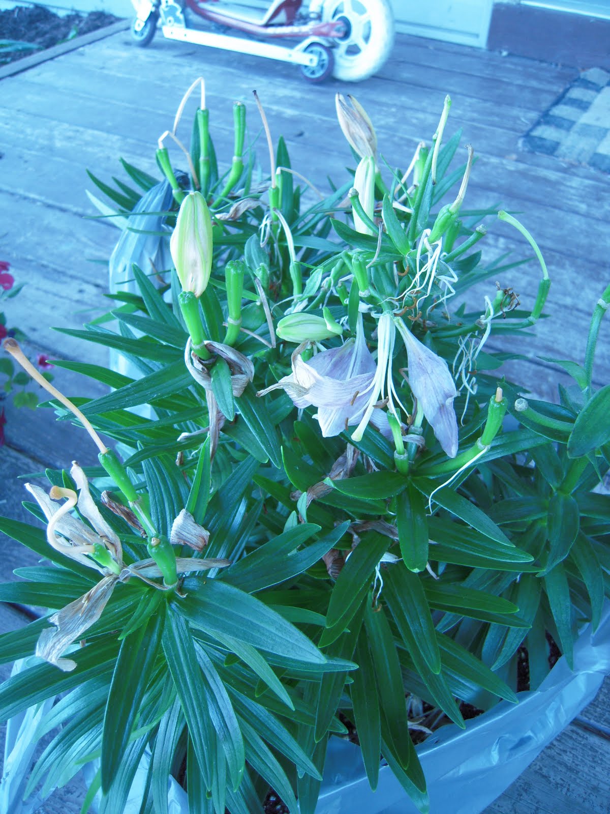 Thrifty Pals Plant Clearance at Lowes!