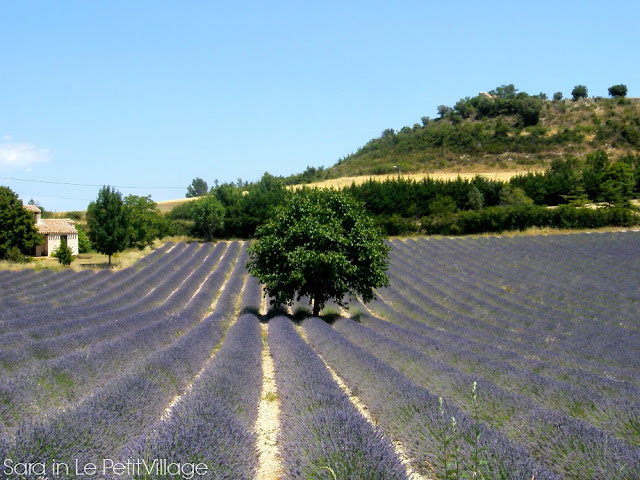 lavender fields Provence