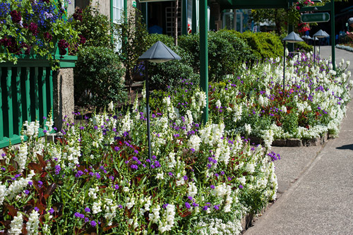 [Image: thanh-pho-day-hoa-cua-dat-nuoc-tuyet-dep...ada-14.jpg]