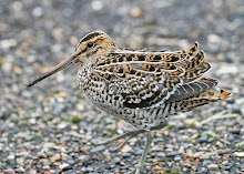 Great Snipe, Spurn Point