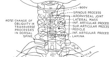 Radiographic positioning: Cervical x-ray