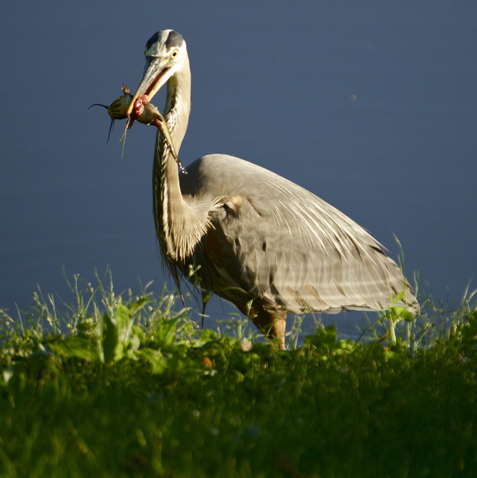 Savoring Servant Observing the food chain at Bassett Creek Park