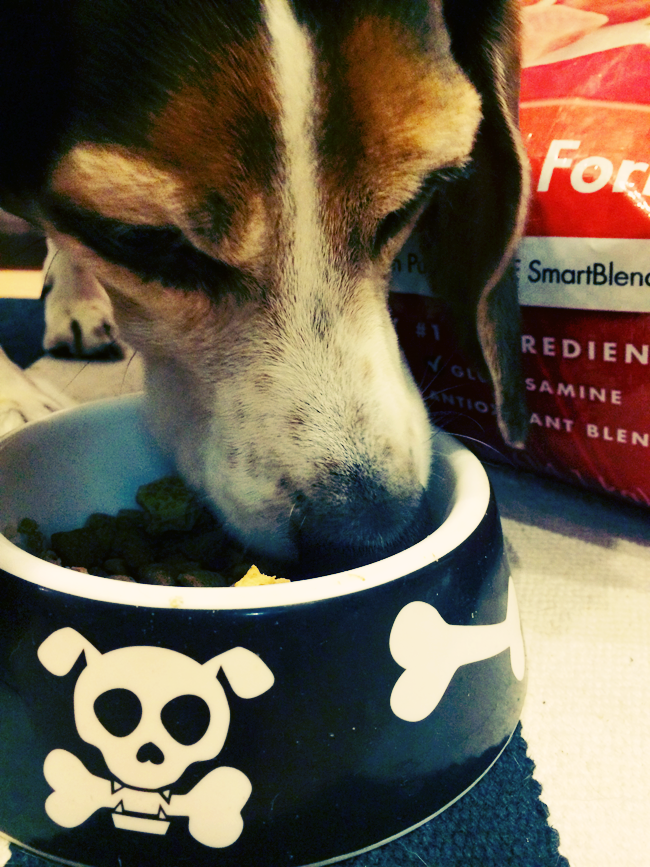 Gee Does The Purina One 28Day Challege Venus Trapped in Mars Dallas