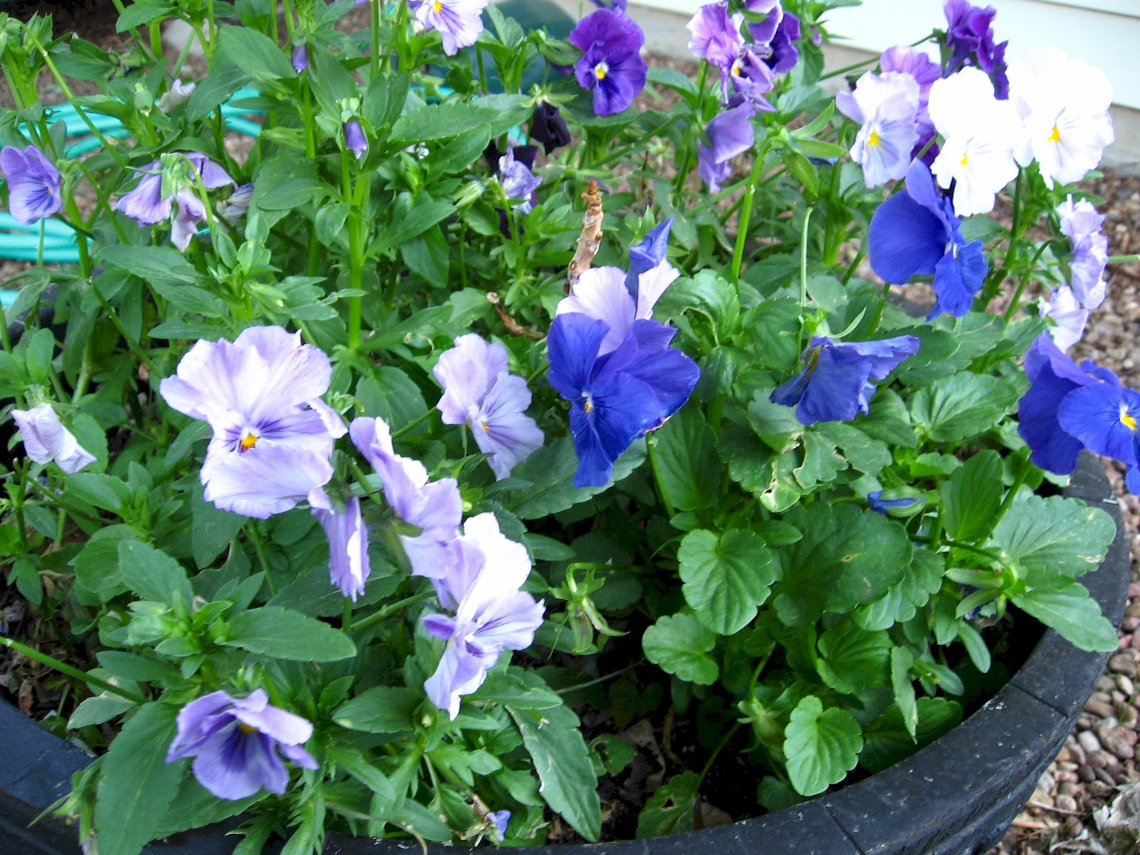 Kansas Gardener Favorite Flowers Pansies