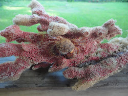 Sponge Crab on Sea Sponge