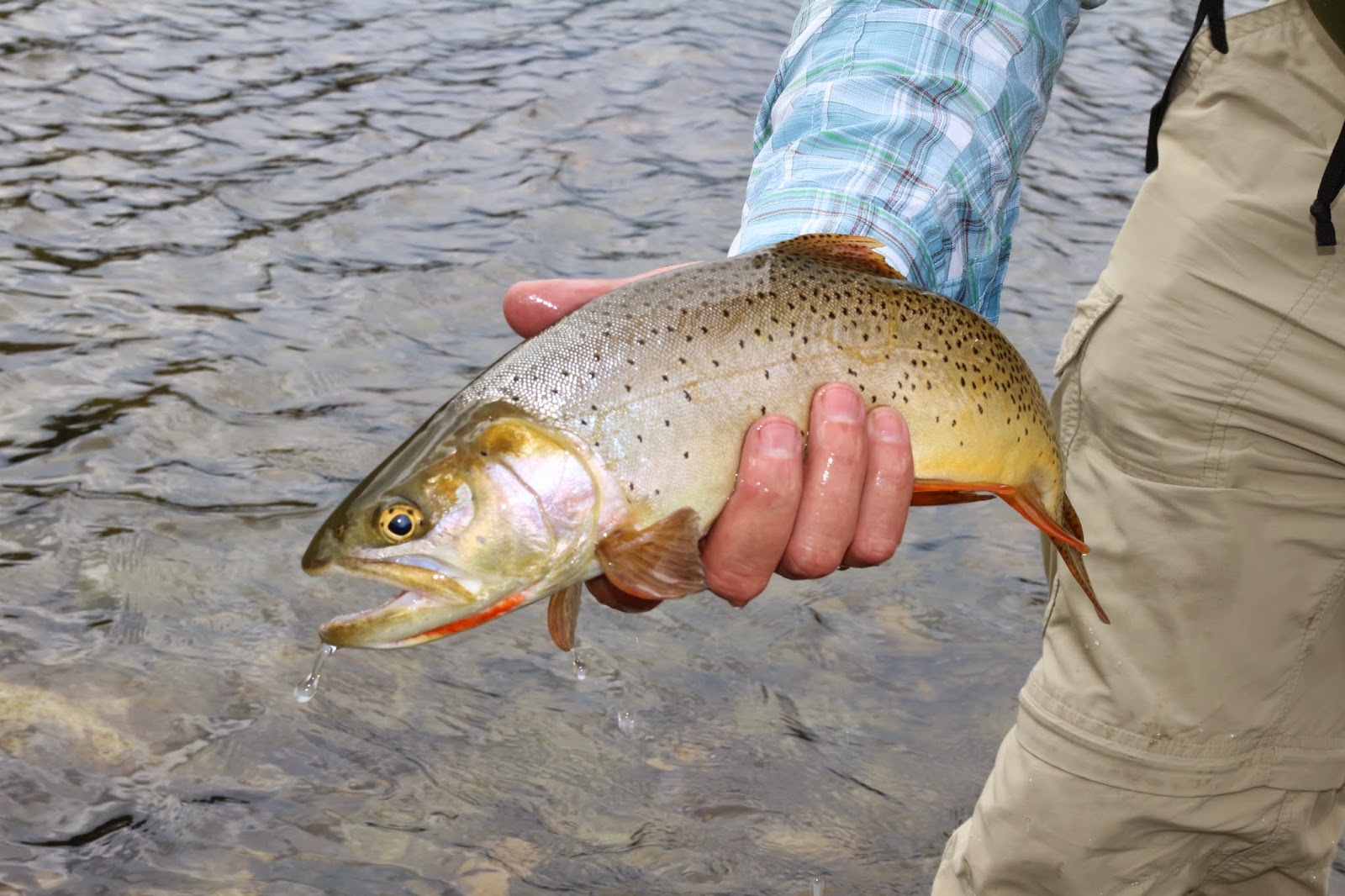 Flyfishing+the+South+Fork+of+the+Snake+River+in+Idaho+with+Jay+Scott+Outdoors+1.JPG