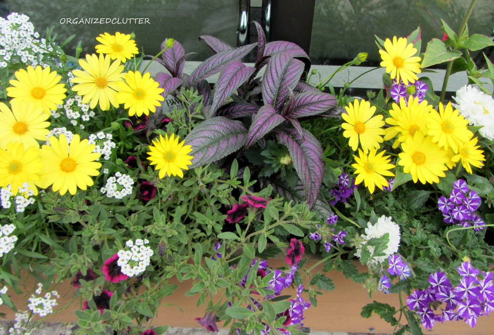 Return To The Prettiest Window Box In Town Organized Clutter