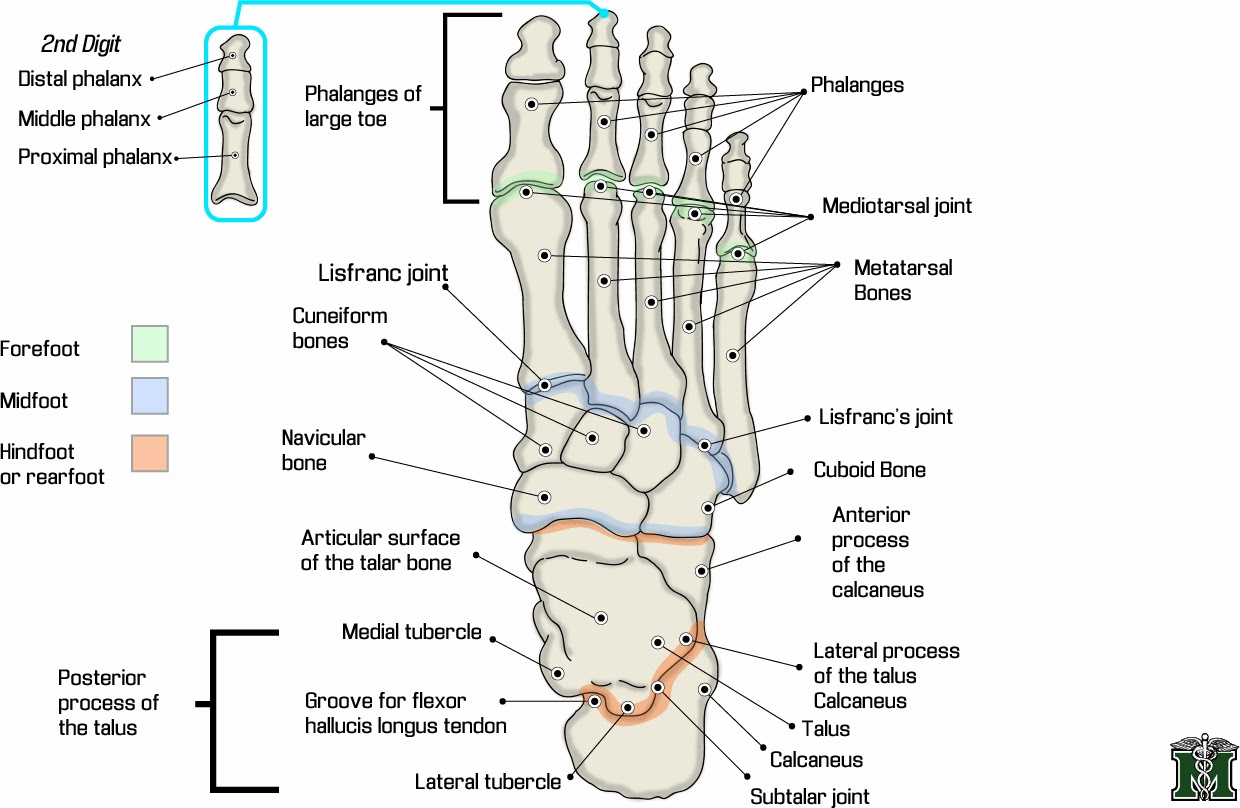 Cream for cracked heels in india, foot structure ligaments