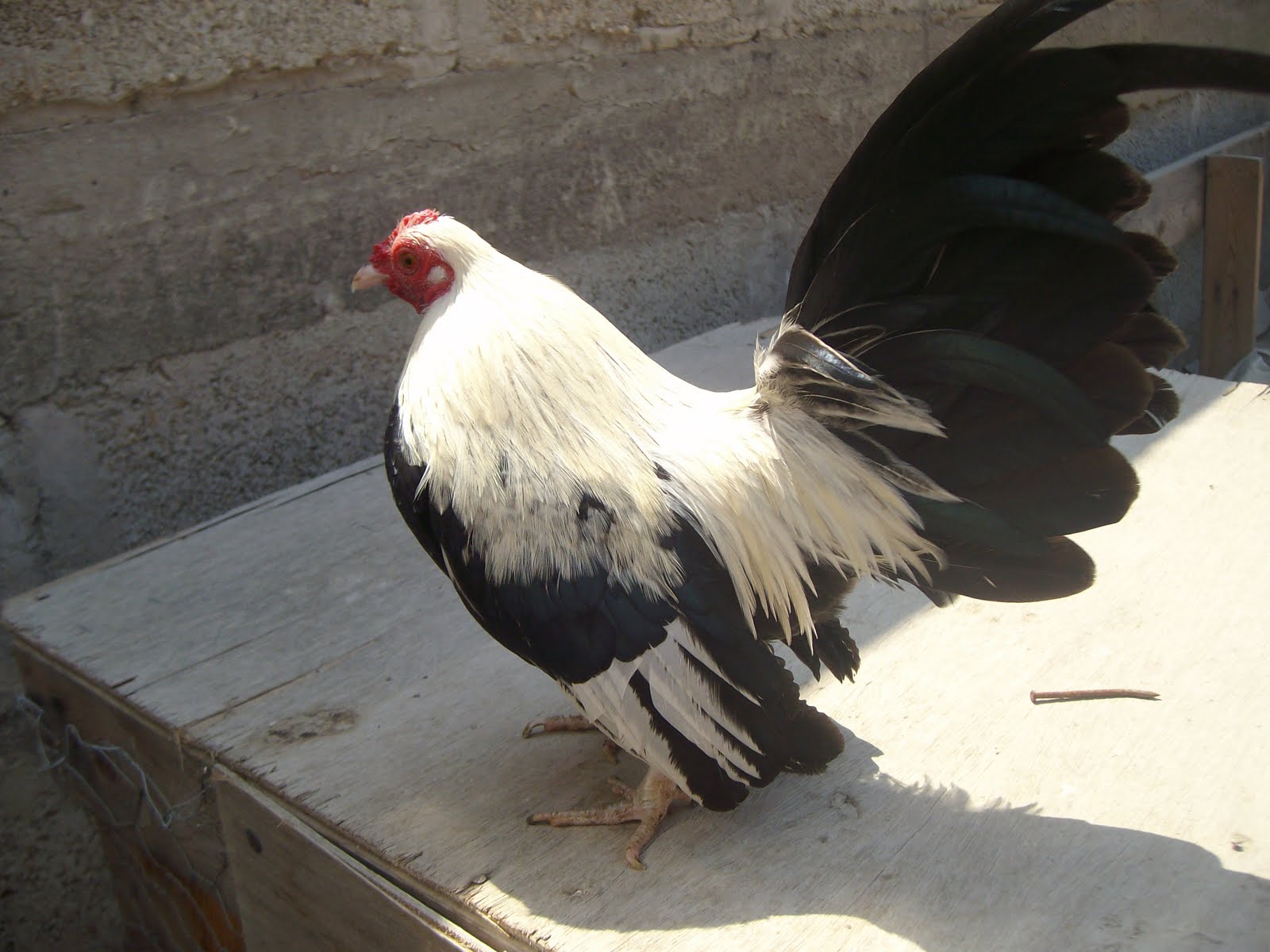 Gallos Miniatura HG Old English Game Bantam Silver Duckwing