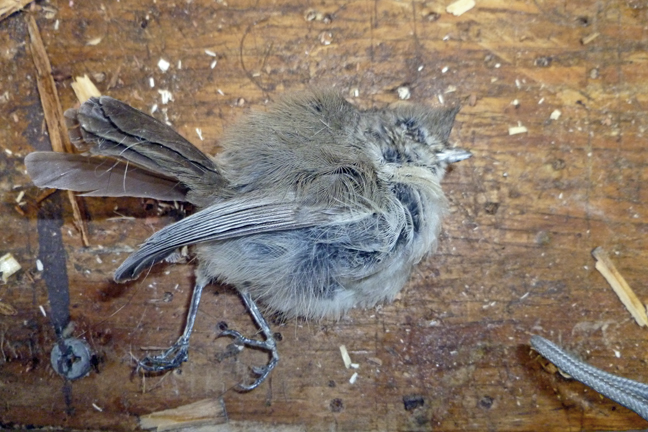 Marsh Titmouse