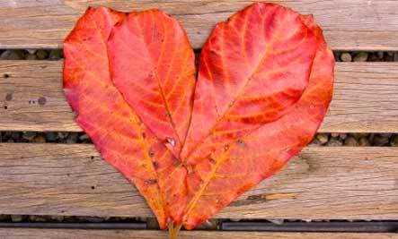Wabi Sabi Love – Book Giveaway! Wabi Sabi Love – Book Giveaway - leafs heart romantic romance love red