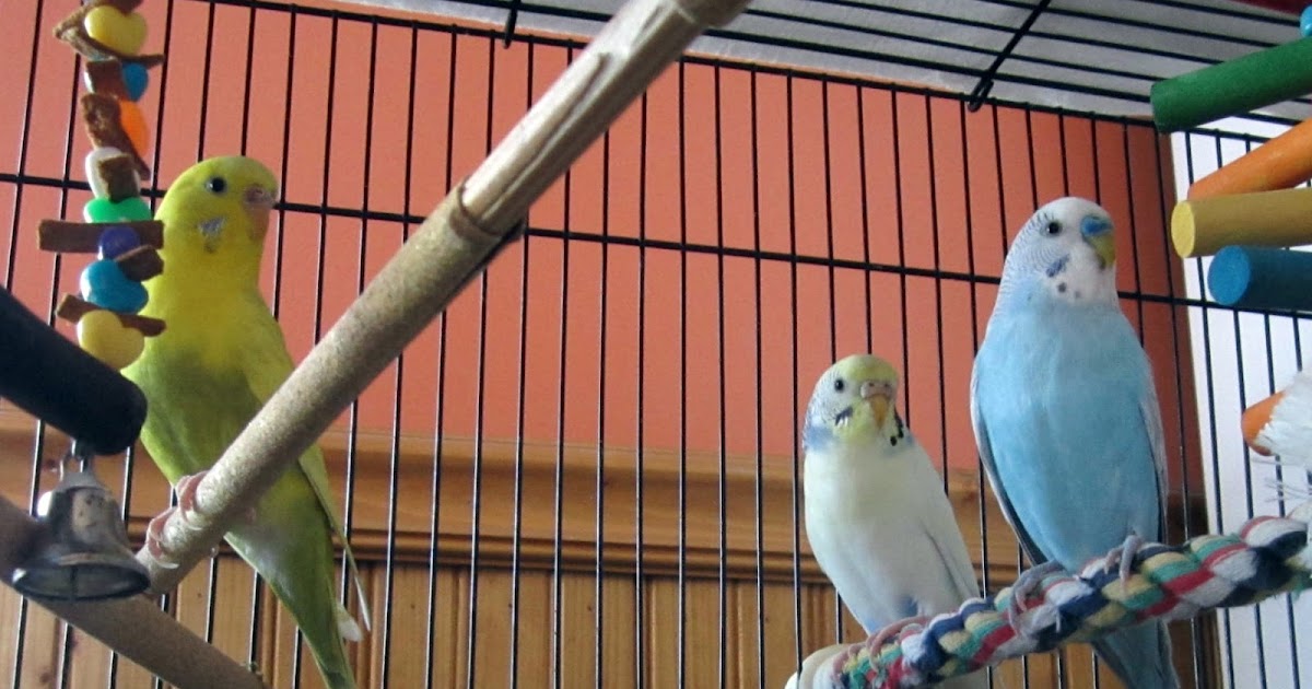 art and soul preschool: Three Little Birds
