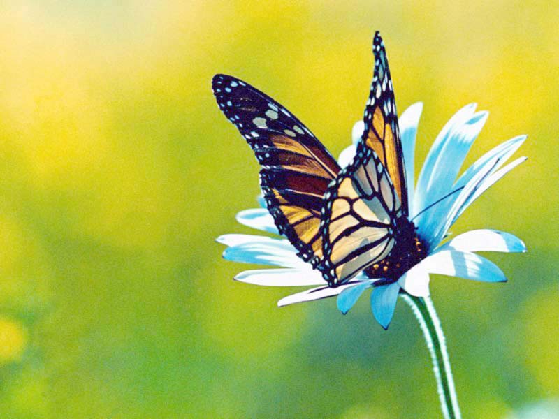 Beautyful nature wallpaper  nature scenery  a butterfly perched on a 