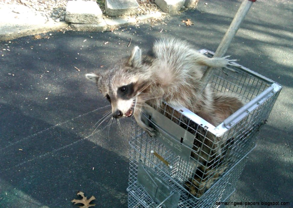 Wildlife Removal Near Walland Knoxville Smokey Mountains Maryville TN Wildlife Removal Near Walland Knoxville Smokey Mountains Maryville TN