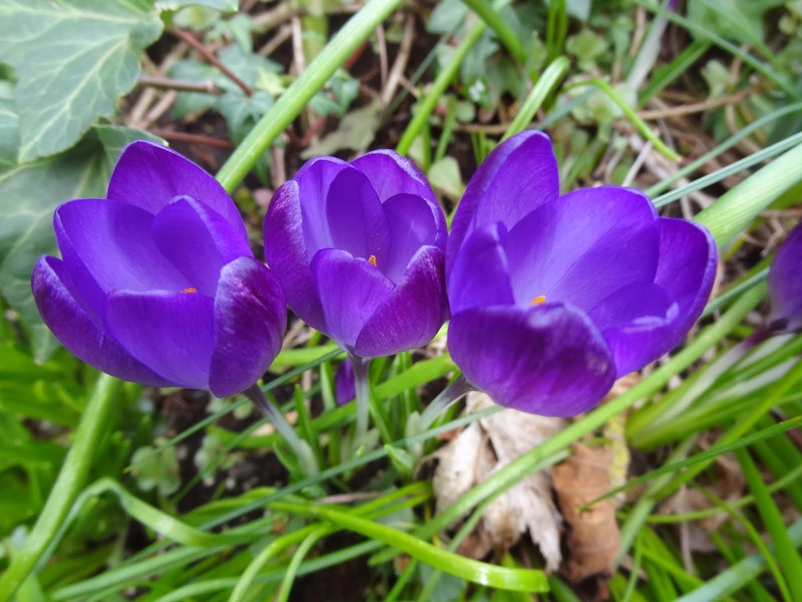 crocus