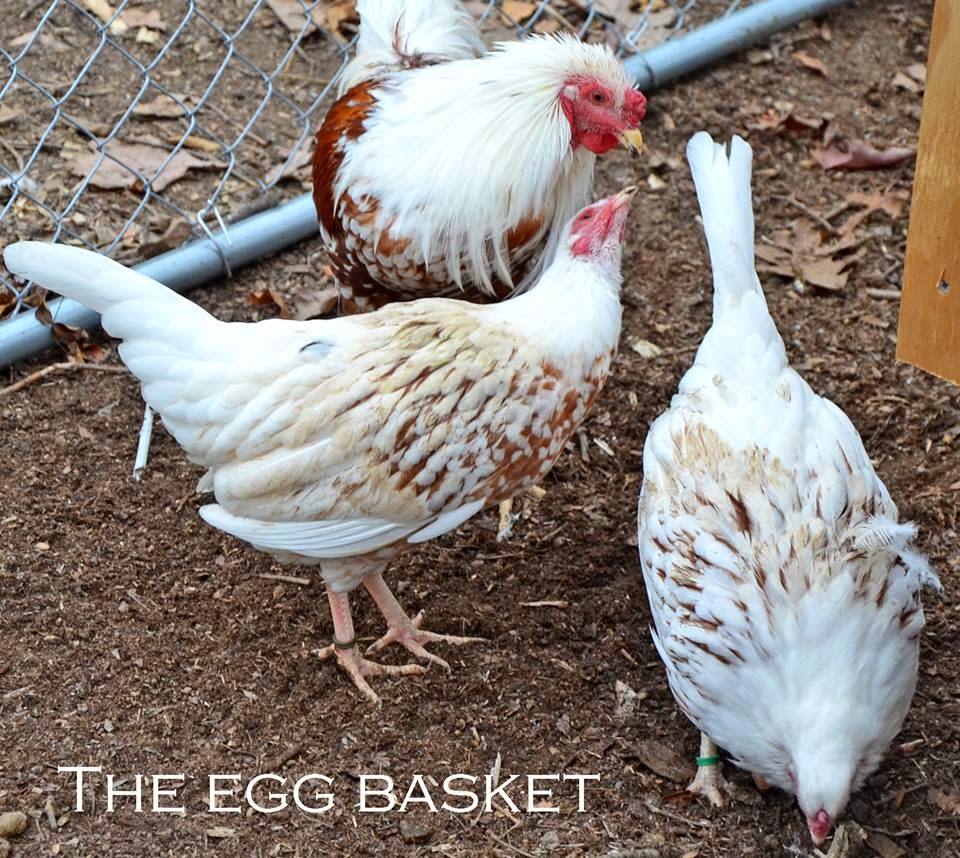 8 SOP and Designer Silkie hatching eggs Npip.