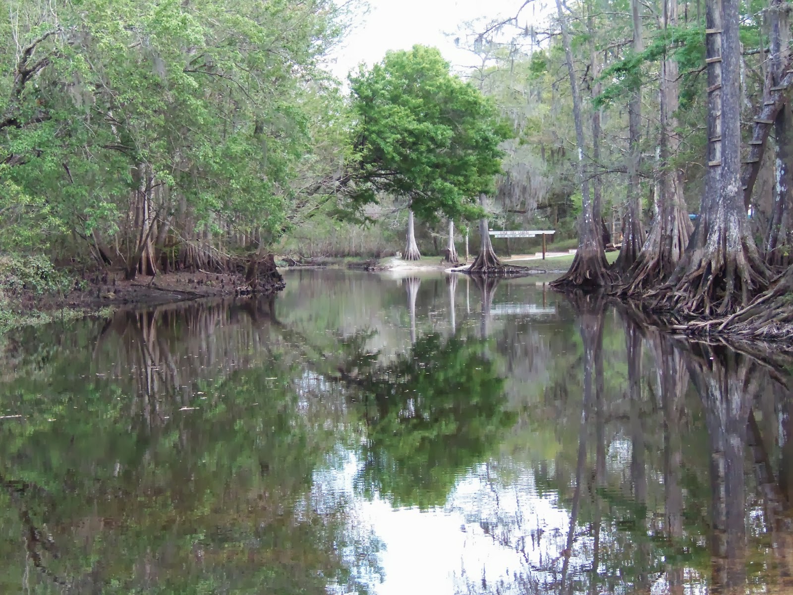 Fir and Cypress Why Fir and Cypress?