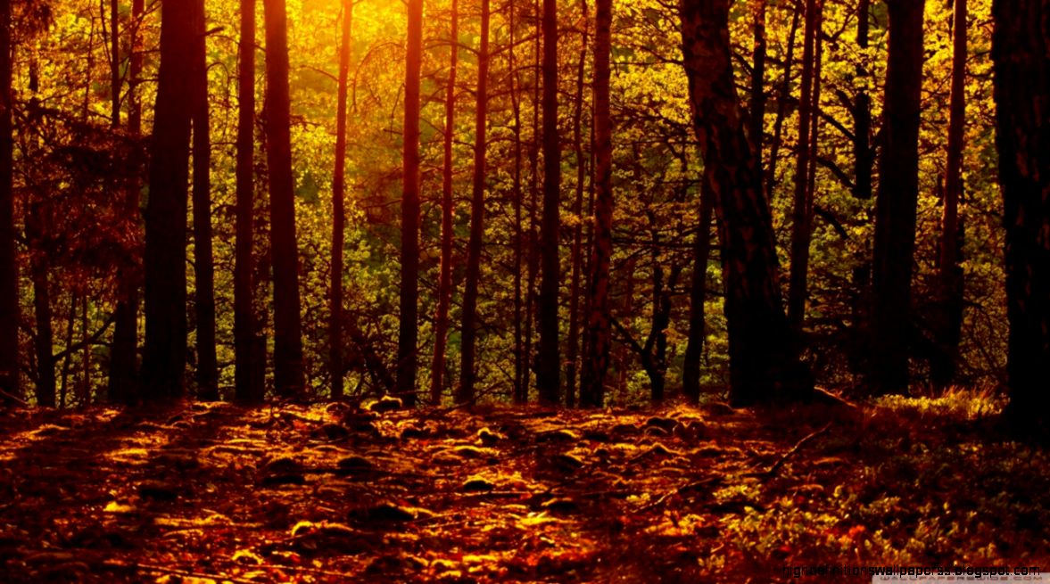 Woods HD desktop wallpaper High Definition Fullscreen Mobile Woods HD desktop wallpaper High Definition Fullscreen Mobile