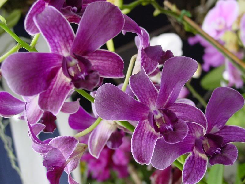Bunga Orkid Orkid Dendrobium