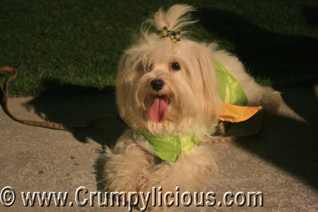 National Geographic's First Doggy Day Camp National Geographic's First Doggy Day Camp