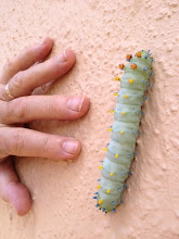 Supersize caterpillar