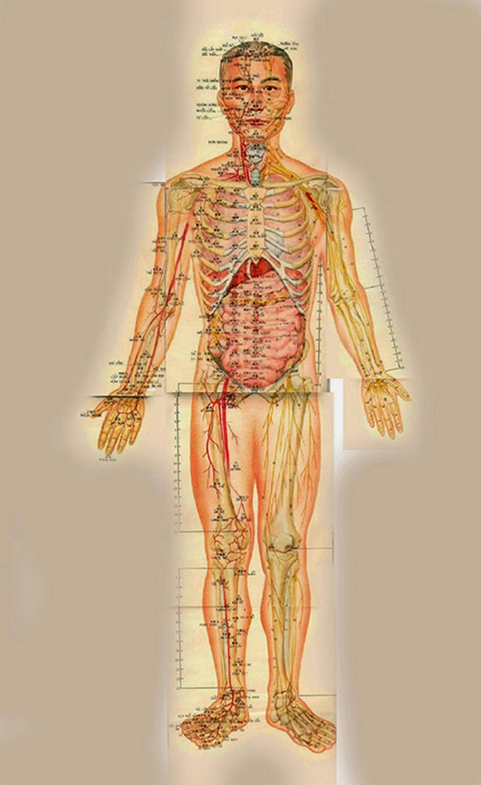Vuon Duoc Thao: Đồ hình Châm cứu 12 đường kinh huyệt