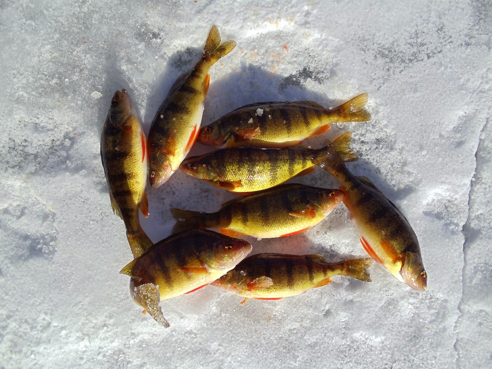 Utah Fisherman Fish Lake Perch Tournament