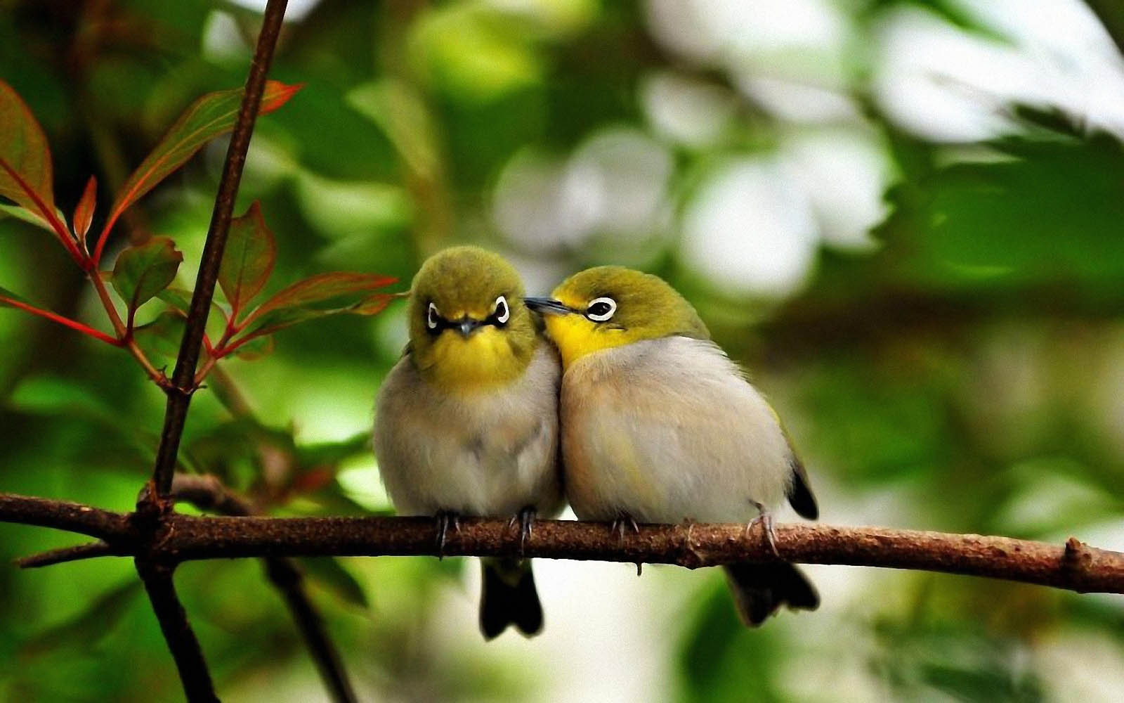 wallpaper Love Birds Desktop Wallpapers