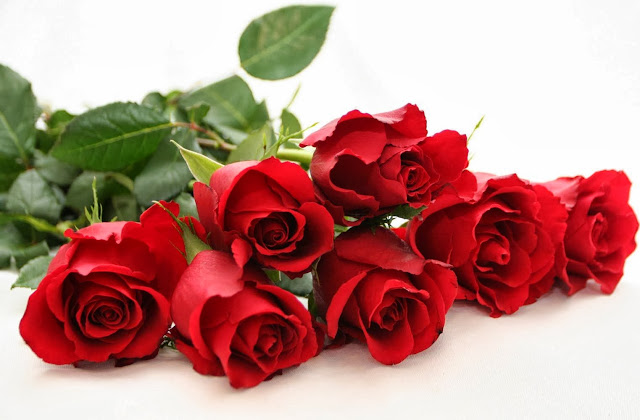 Beautiful Red Rose Wallpapers Free Download