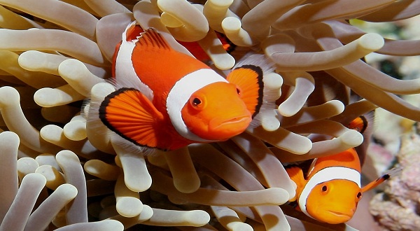 Ikan Nemo