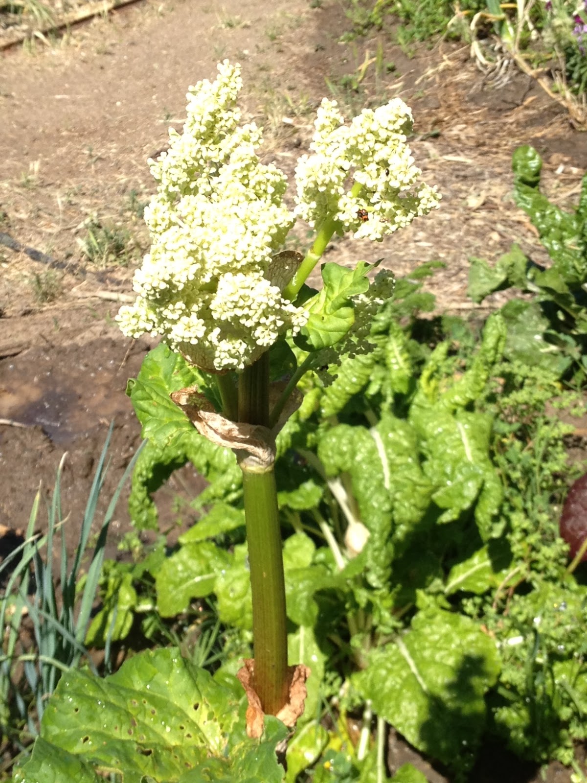 JB FlowersandVeg Rhubarb flower
