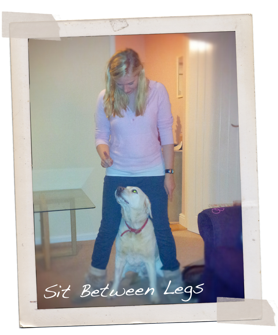 Why Do Dogs Walk Through Your Legs