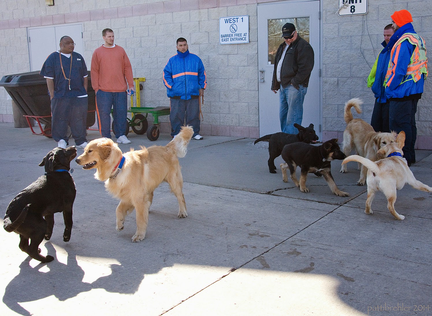 Six men are standing near a brick wallked builidng. In front of them on the cement are six puppies playing. A black lab and golden retriever are on the left side in front, another black lab, a german shepherd, another golden, and a yellow lab are grouped together on the right.