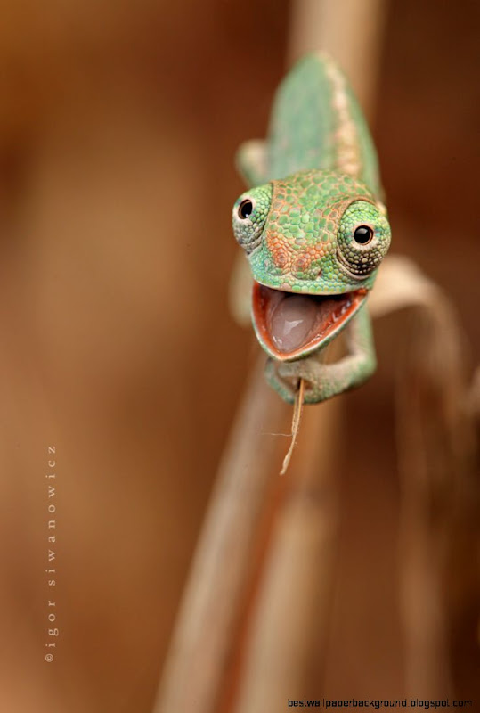 Baby Chameleon J Fun Fun Baby Chameleon J Fun Fun