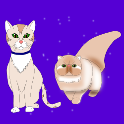 How To Draw Breeds Of Cats How To Draw Breeds Of Cats
