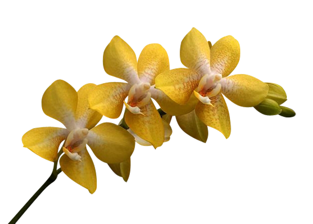 Блог Колибри PNG клипарт "Beautiful Orchids Flower"