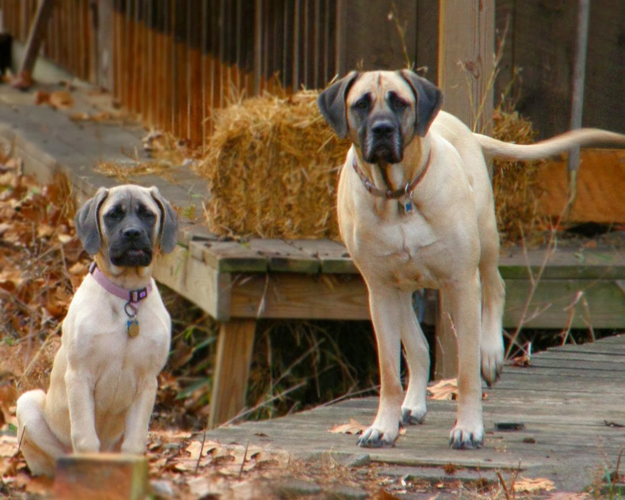 English Mastiff | Wild Life World