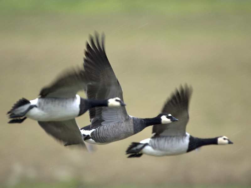 Bird Hybrids Barnacle Goose x Canada Goose