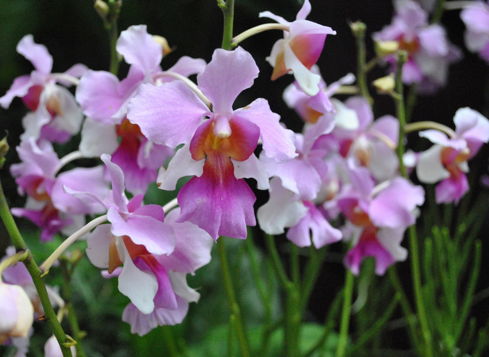 MrUpUpUp's Blog National Orchid Garden Singapore