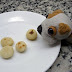 Dogs Eating Cat Food