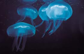 jellyfish box poisonous animal